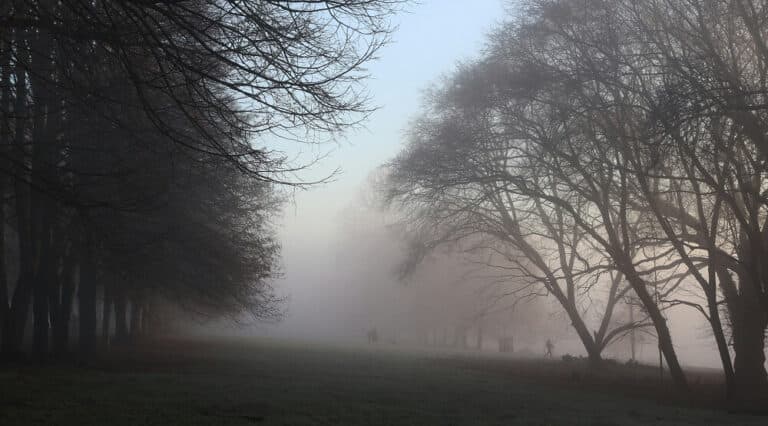Quiet park path in soft morning light, a free daily walk to reduce stress and steady cortisol