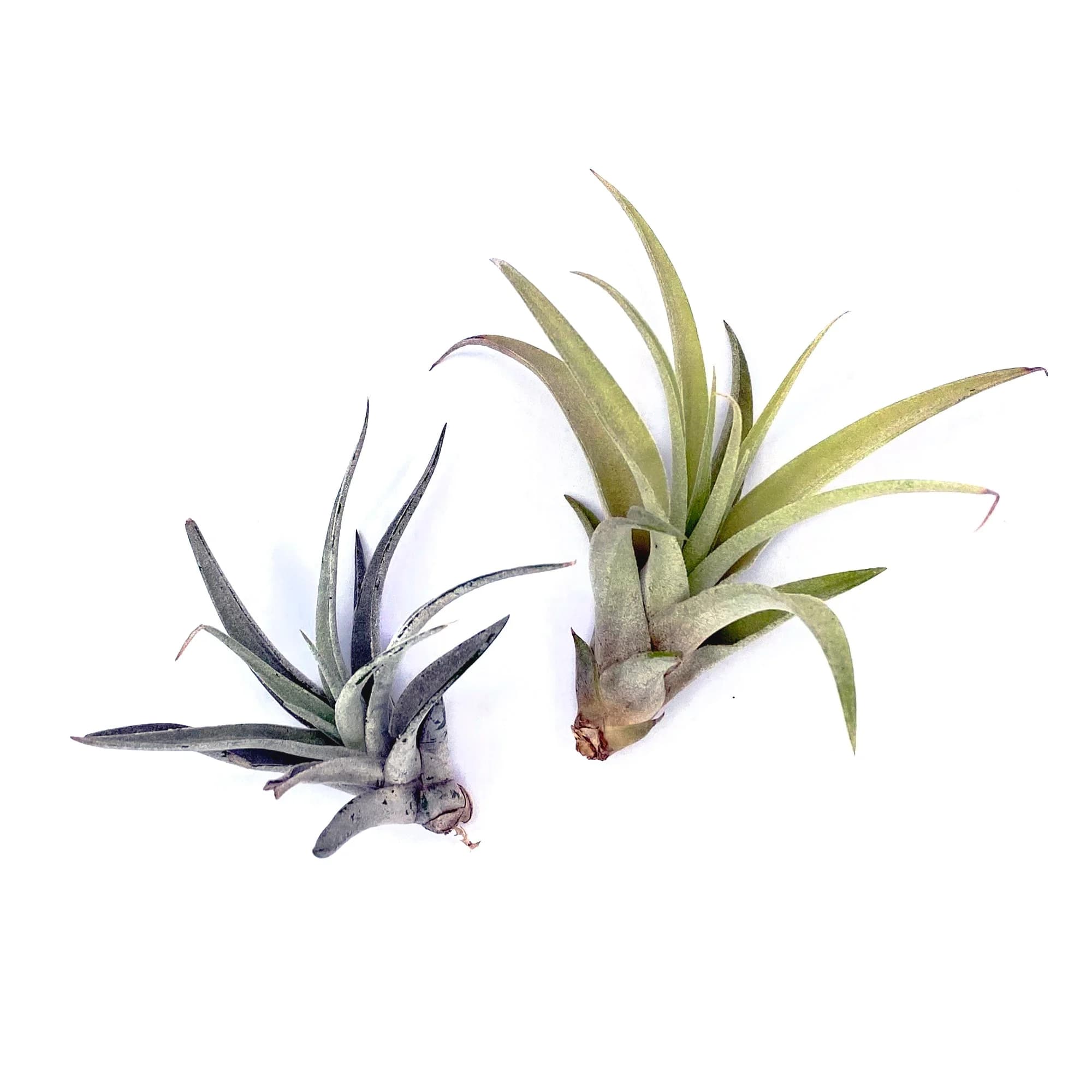 Capitata Peach Air Plant – image 1