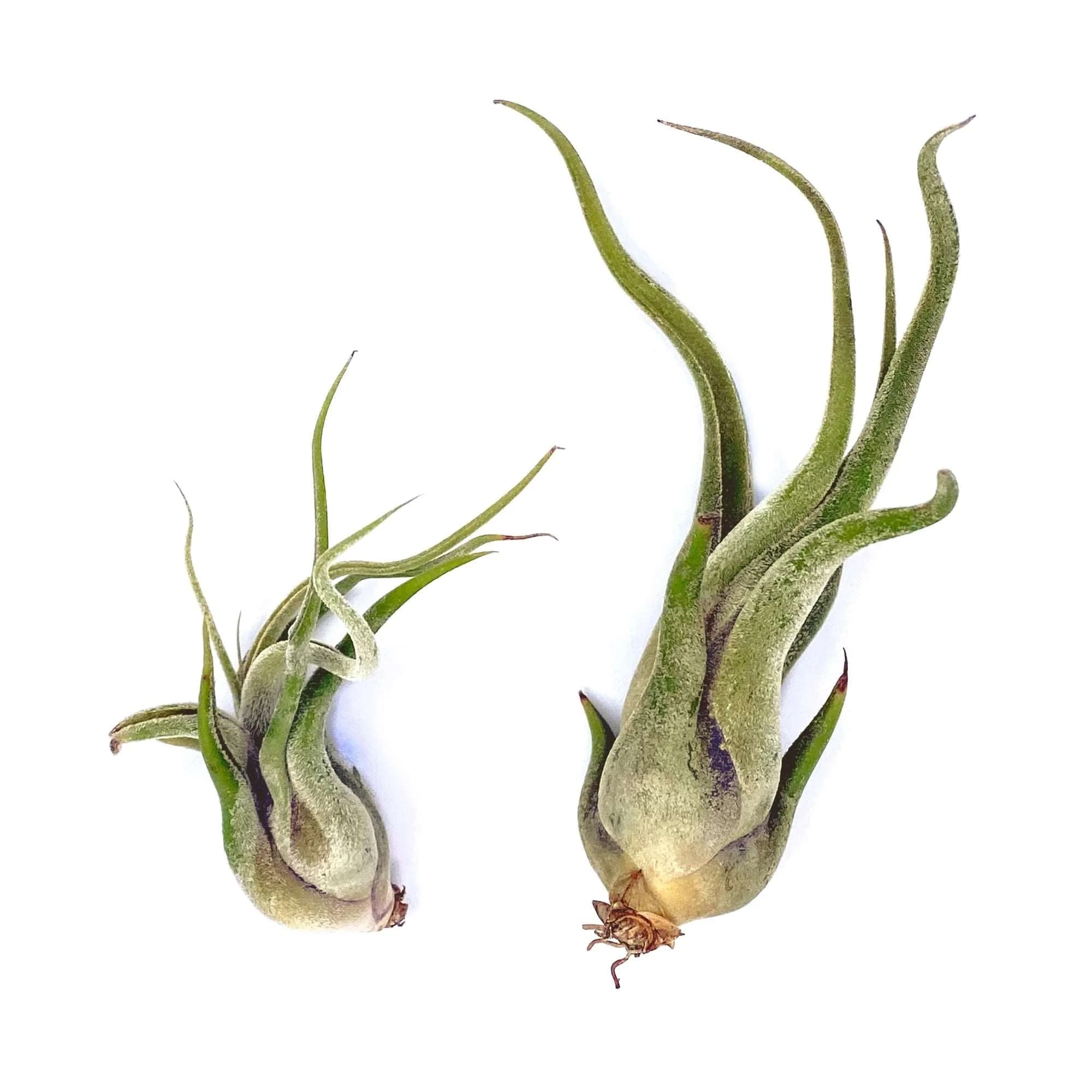 Caput Air Plant