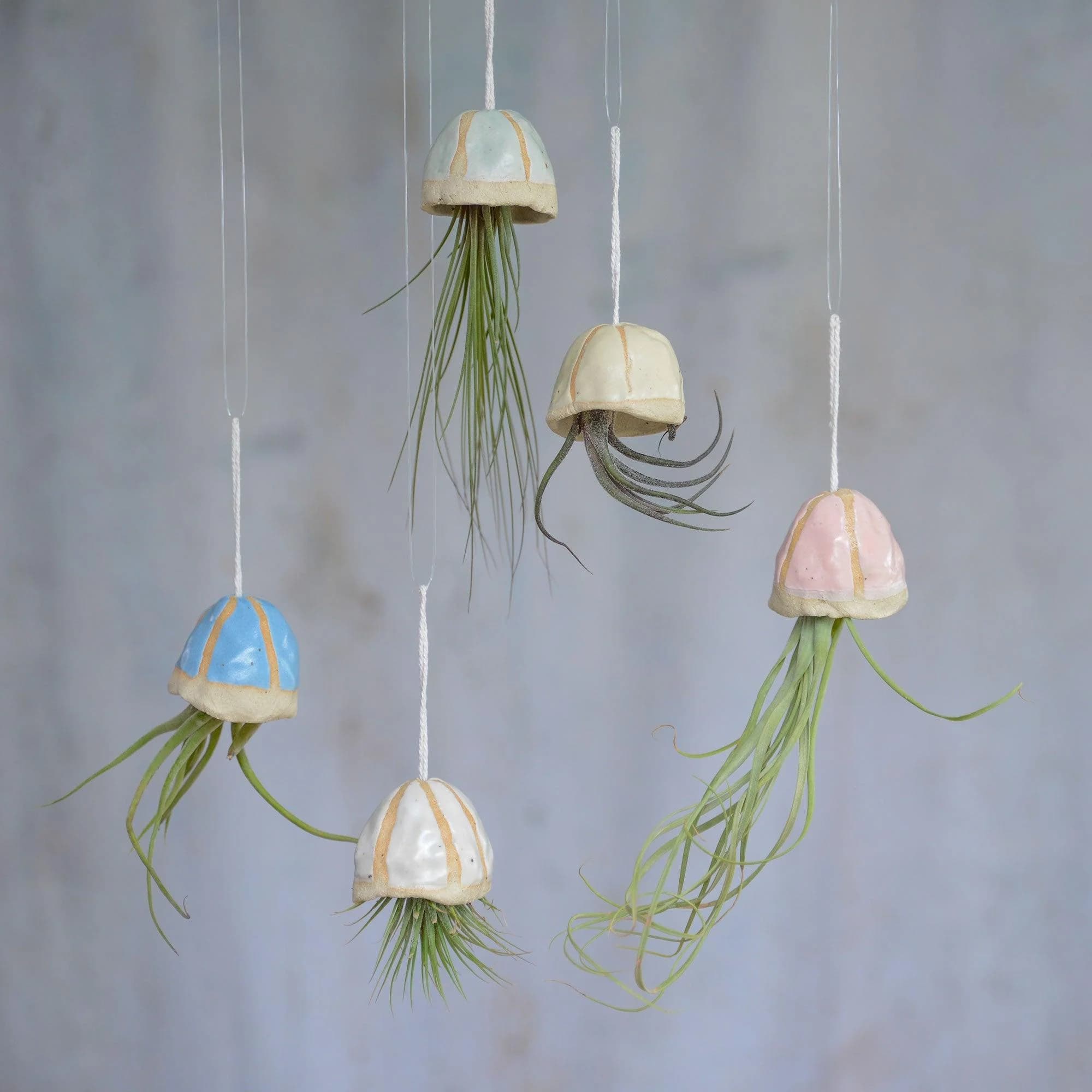Stone Jellyfish Air Plants