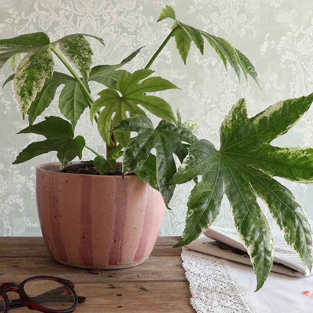 A variegated houseplant in a large handmade pink striped ceramic planter, placed on a wooden table with a book and eyeglasses nearby against a patterned wallpaper background.