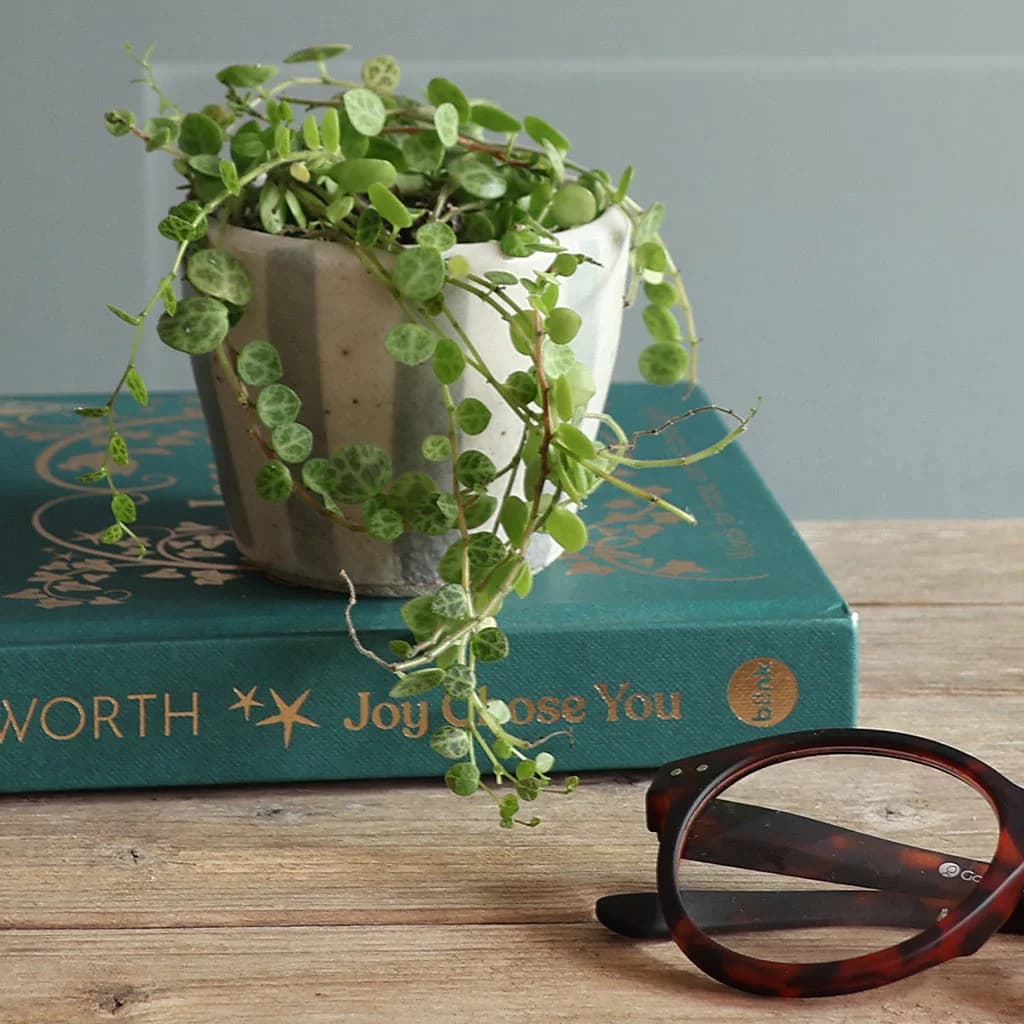 A potted trailing green plant in a blue and white striped ceramic planter made with flecked clay resting on a teal book, with eyeglasses also sitting on the wooden tabletop.