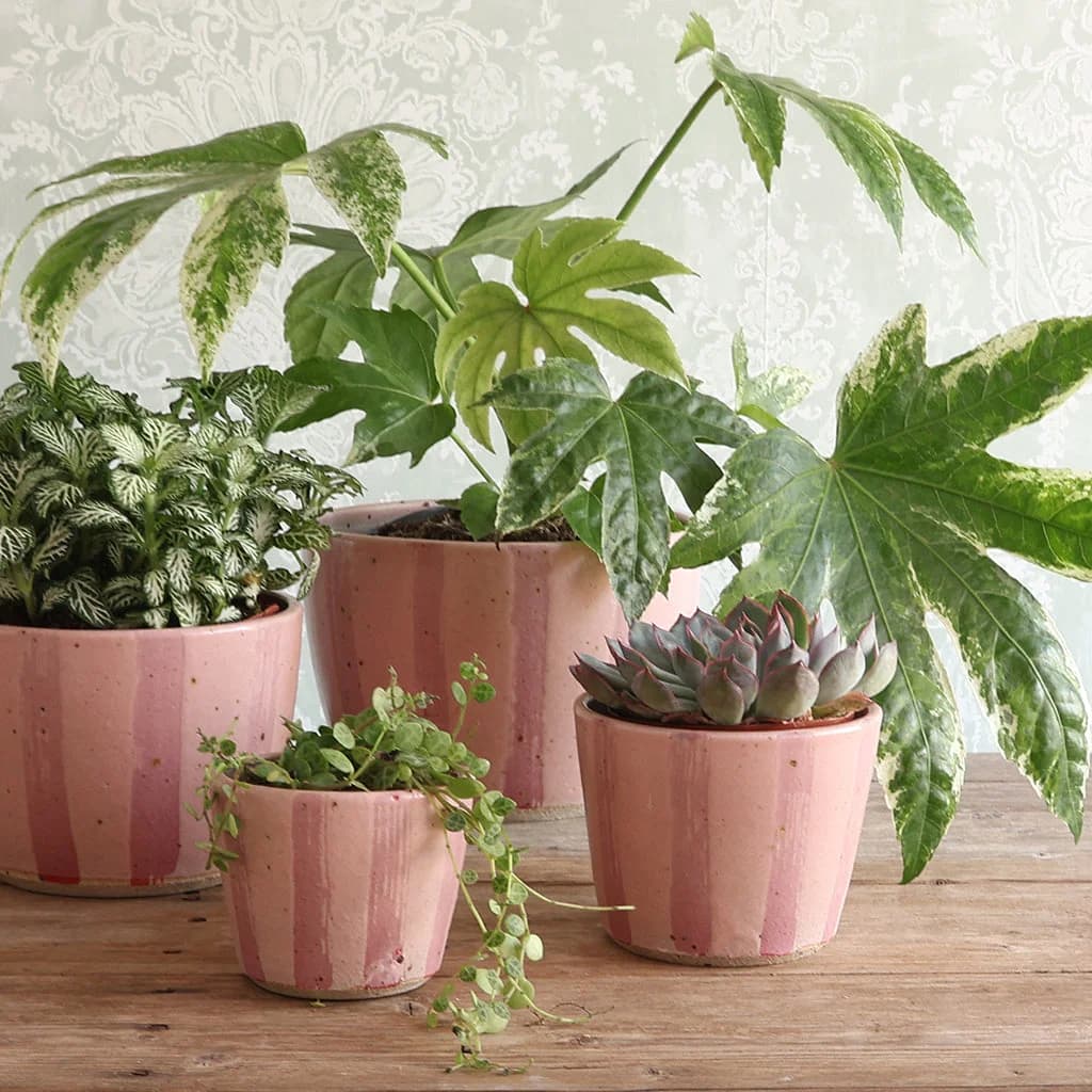 Four pink striped ceramic planters holding various green houseplants, arranged on a wooden tabletop against a pale patterned wallpaper background.