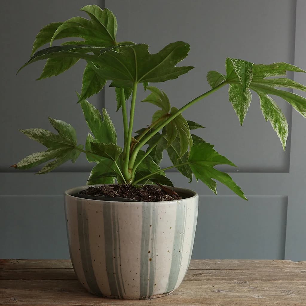 A handmade ceramic plant pot made with flecked clay with a rounded shape, featuring vertical blue and white stripes. A green houseplant sits inside the vase.