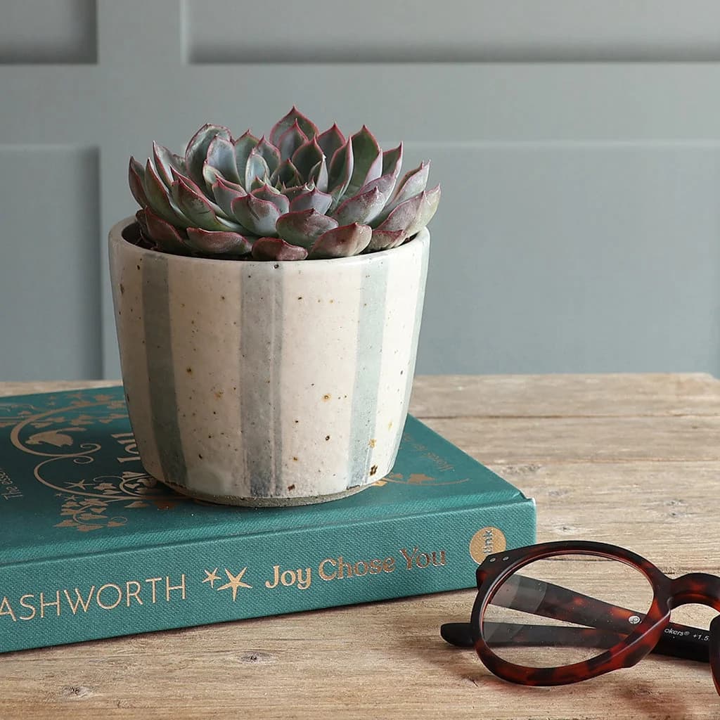 A small succulent plant in a handmade ceramic blue and white stripe planter, placed on top of a teal book on a wooden table. Tortoiseshell eyeglasses are in the foreground, and a paneled wall is behind.
