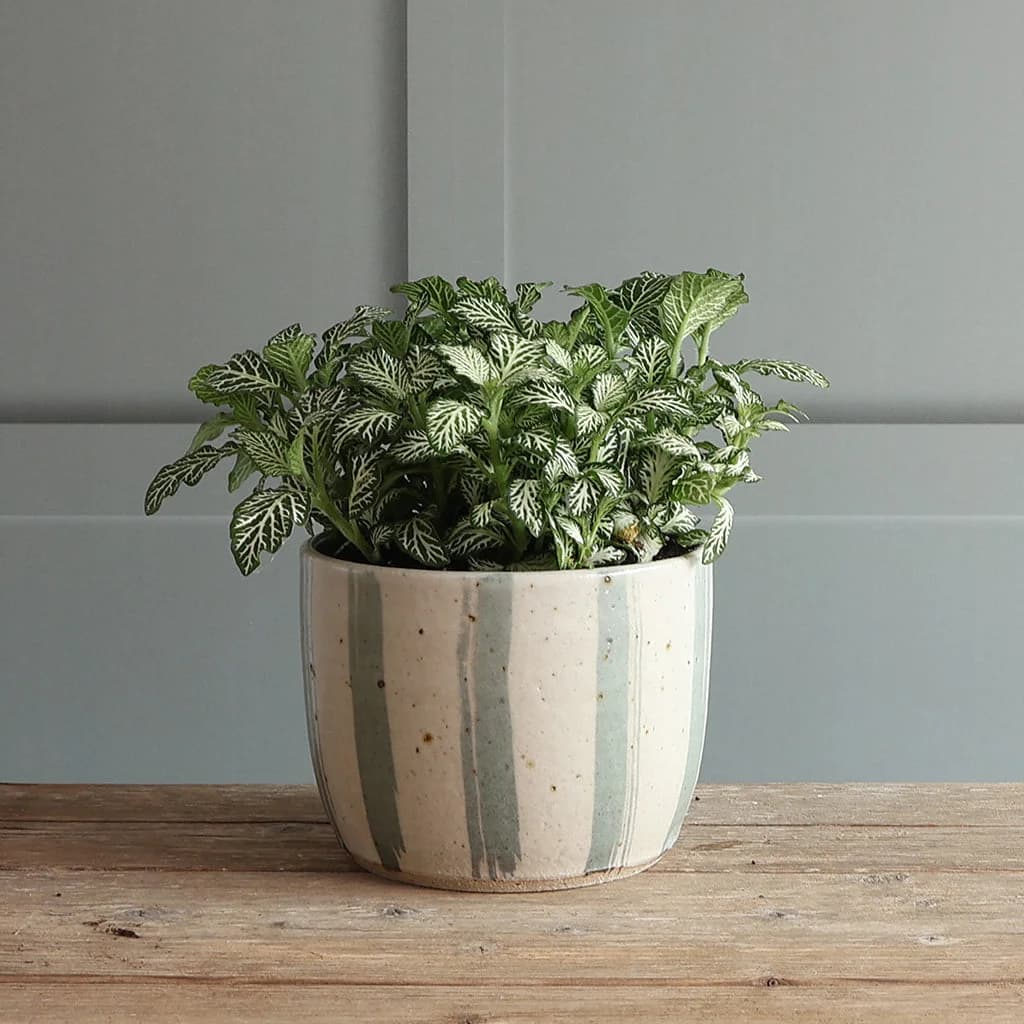 A potted houseplant in a handmade blue and white stripe medium ceramic planter, sat on a rustic wooden surface against a panelled wall.