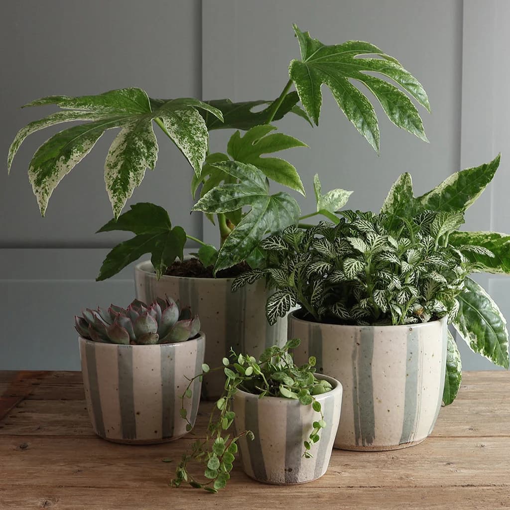 Four houseplants arranged on a wooden table against a paneled wall. The plants sit inside handmade ceramic blue and white stripe planters in four sizes: mini, small, medium and large.